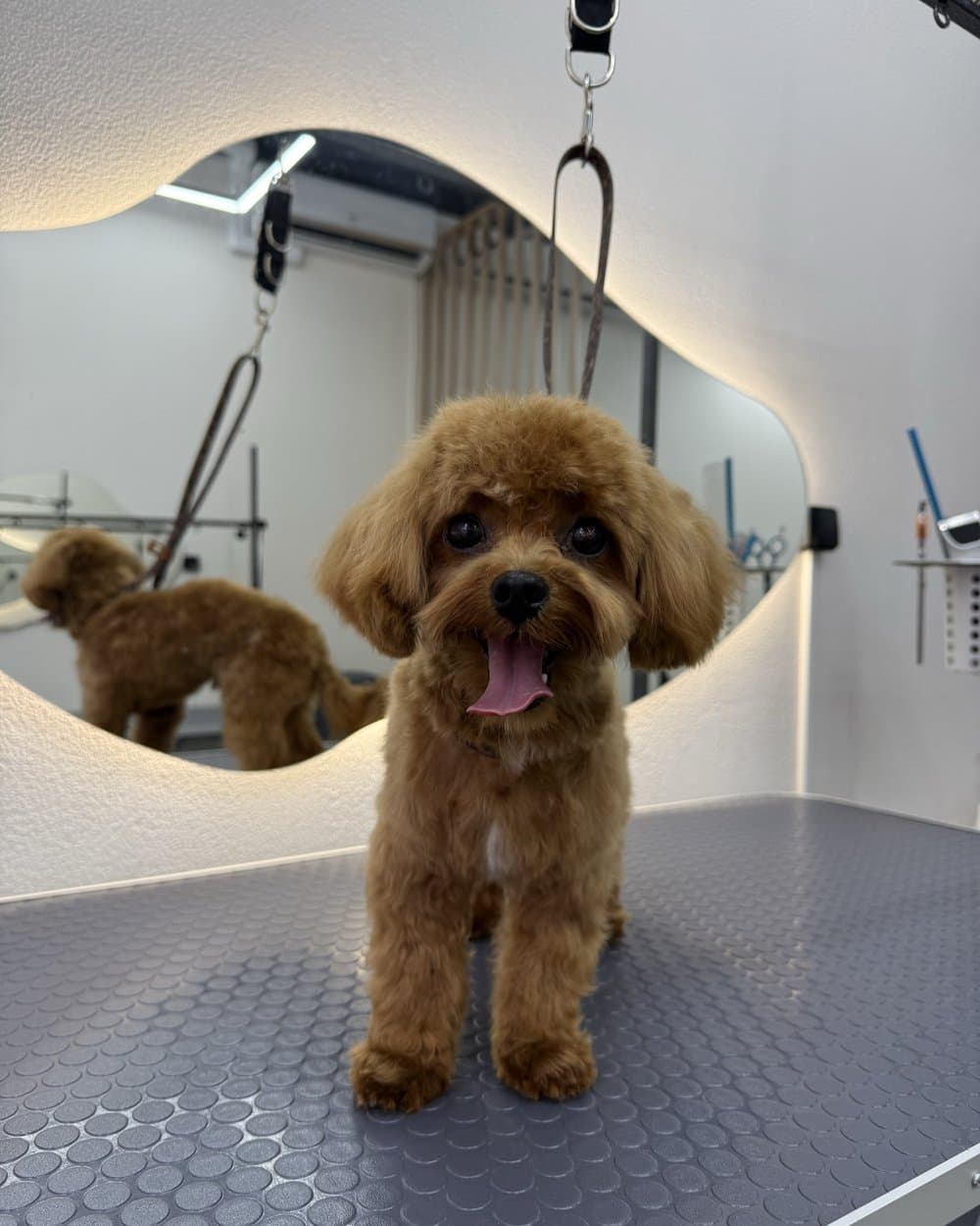 Той-пудель до и после стрижки — после